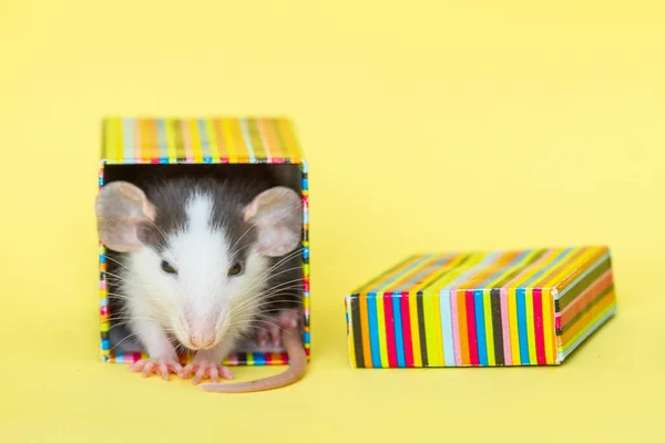 Rata Linda Pequeña Caja Colores Sobre Fondo Amarillo — Foto de Stock