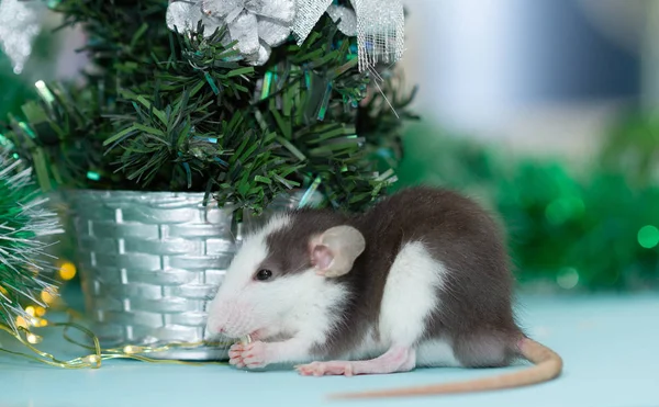 Jedzenie Szczura Rozmytymi Dekoracjami Świątecznymi — Zdjęcie stockowe