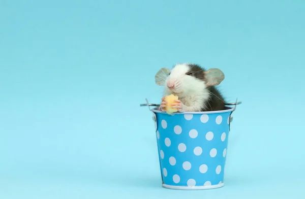 Cute Rat Blue Small Bucket Eating Cheese — Stock Photo, Image