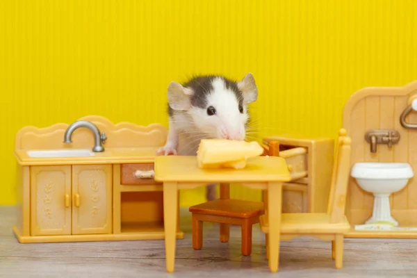 Small Decorative Gray Rat Nibbles Cheese Children Toy Room Rat — Stock Photo, Image