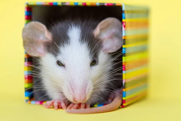 Niedliche Ratte Kleiner Bunter Schachtel Auf Gelbem Hintergrund — Stockfoto