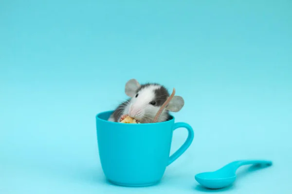 Słodkie Mały Szczur Niebieski Kubek Jedzenie Ser — Zdjęcie stockowe