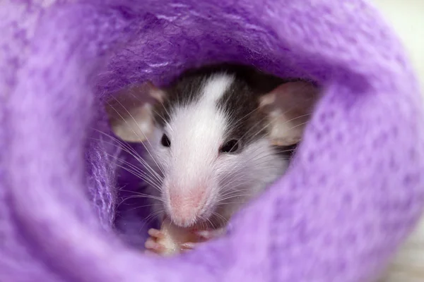 Милая Маленькая Крыса Вязаном Фиолетовом Шарфе — стоковое фото