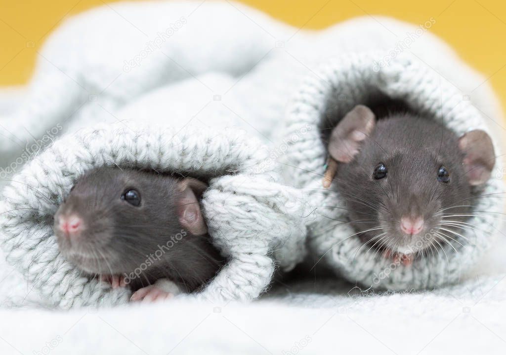 The black fluffy rats is a symbol of 2020. The animal is sitting in the sleeve of a gray sweater