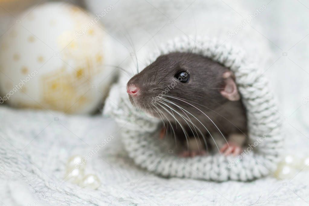 cute rat in knitted sweater sleeve