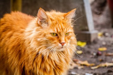 Muhteşem kırmızı kedinin portresi