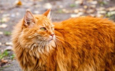 Muhteşem kırmızı kedinin portresi