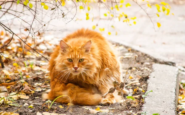 Retrato Magnífico Gato Rojo — Foto de Stock