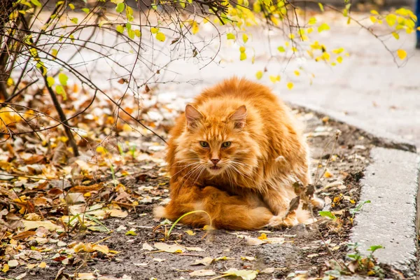 Retrato Magnífico Gato Rojo — Foto de Stock