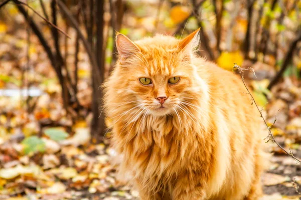 Retrato Magnífico Gato Rojo — Foto de Stock