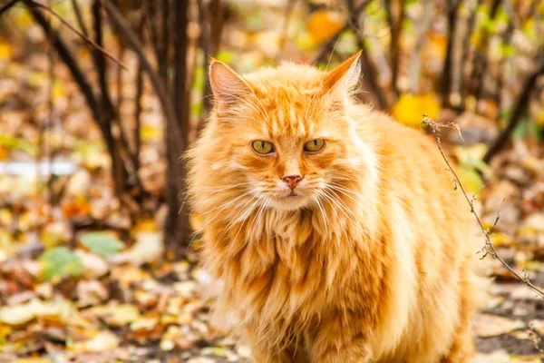 Ritratto Splendido Gatto Rosso — Foto Stock