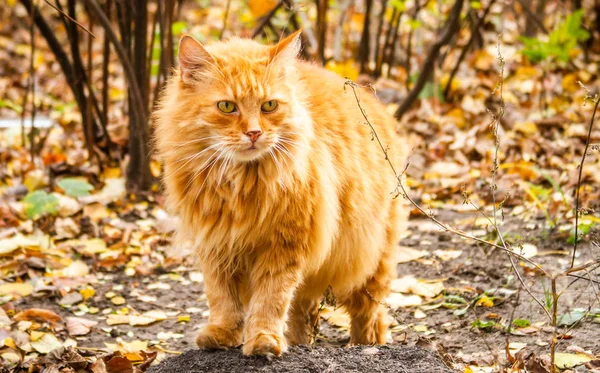 Retrato Magnífico Gato Rojo — Foto de Stock