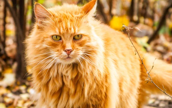 Retrato Magnífico Gato Rojo — Foto de Stock