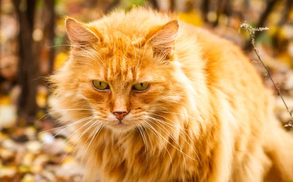 Retrato Magnífico Gato Rojo — Foto de Stock