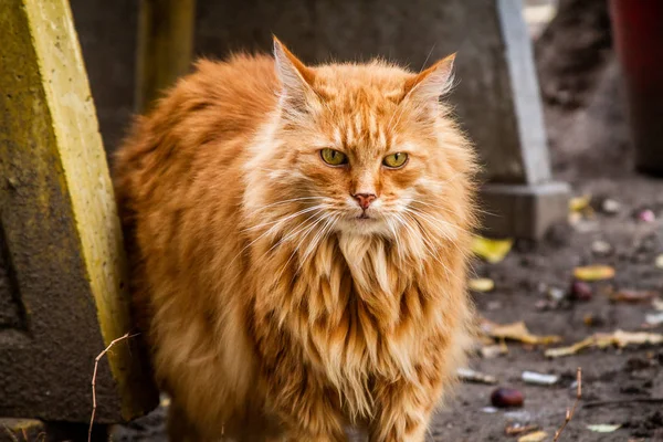 Porträtt Vacker Röd Katt — Stockfoto