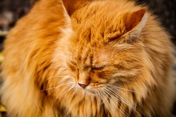 Retrato Lindo Gato Vermelho — Fotografia de Stock