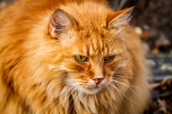 Retrato Lindo Gato Vermelho — Fotografia de Stock