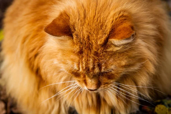 Retrato Lindo Gato Vermelho — Fotografia de Stock