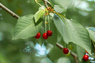 Ağaçta yetişen tatlı kiraz