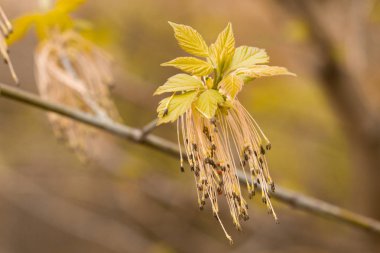 Elma ağacı mavi arka planda, yağmur altında.