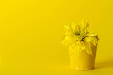 Sarı arka planda kovadaki çiçek.