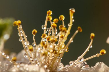 Elma ağacı mavi arka planda, yağmur altında.