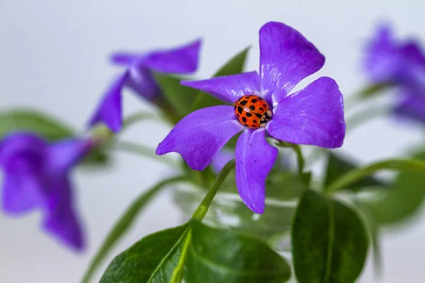 Beruška Fialovém Květu Detailní Pohled — Stock fotografie