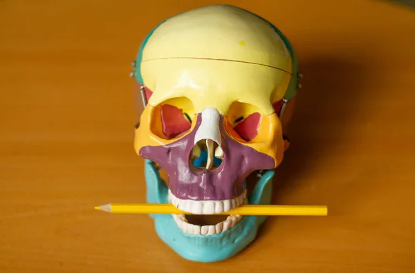 Dekoracyjna Sztuczna Czaszka Model Anatomiczny — Zdjęcie stockowe