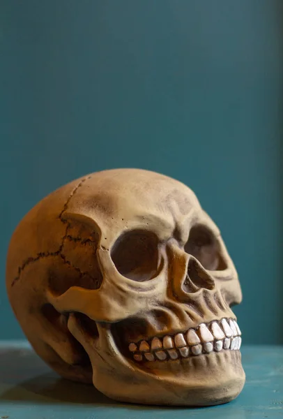 Decorative artificial human skull. Anatomical model.