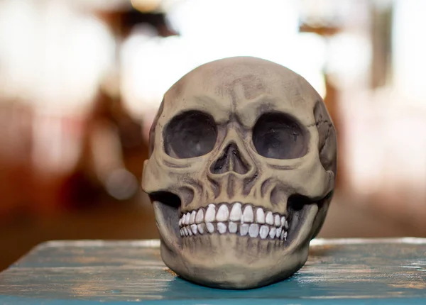 Decorative artificial human skull. Anatomical model.