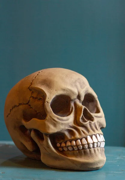 Decorative Artificial Human Skull Anatomical Model — Stock Photo, Image