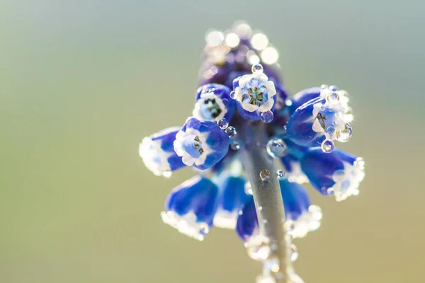 Modrý Geotsintový Květ Zahradě — Stock fotografie