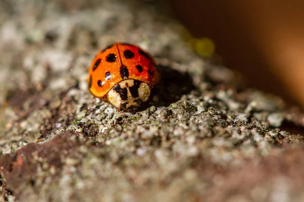 Bright and beautiful ladybug crawling on the bark of a tree — Stock Image Bright Beautiful Ladybug Crawling Bark Tree Stock Picture