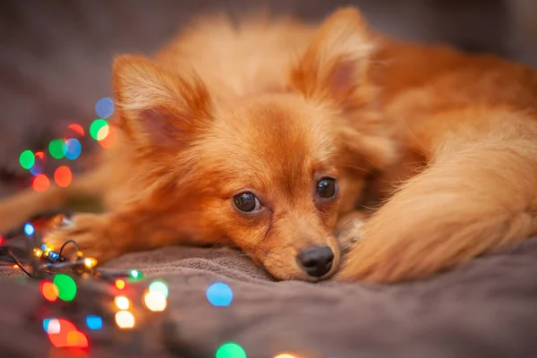 A little red dog is ice on the couch. New Year\'s lights glow next to her. Festive atmosphere. Bright New Year and Christmas composition