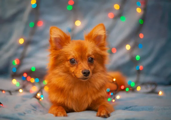 Küçük Kırmızı Bir Köpek Kanepede Buzdur Yılbaşı Işıkları Onun Yanında — Stok fotoğraf