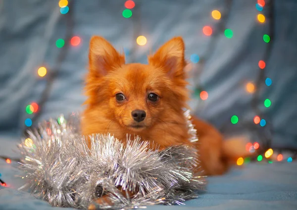 Ein Kleiner Roter Hund Ist Eis Auf Der Couch Neben — Stockfoto