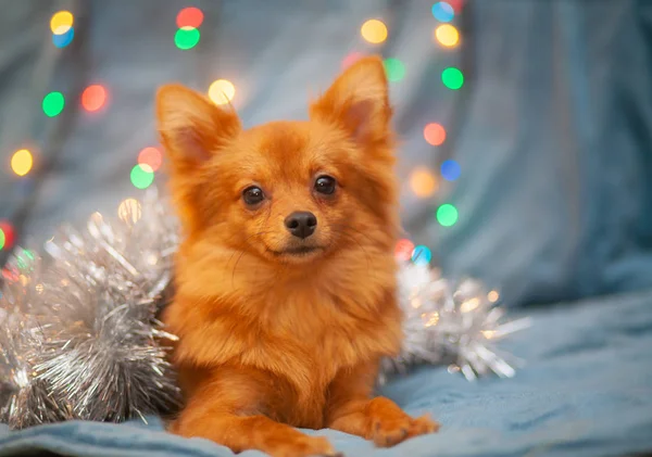 Petit Chien Rouge Est Glace Sur Canapé Les Lumières Nouvel — Photo