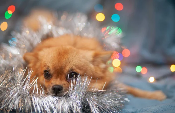 赤い犬がソファの上にいる 新年の光が彼女の隣に輝きます お祭り的な雰囲気 明るい新年とクリスマスの組成 — ストック写真