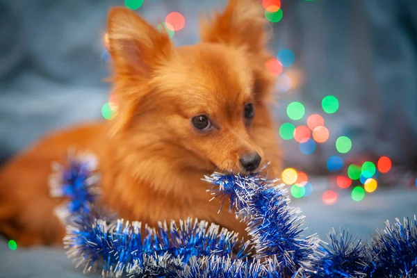 A little red dog is ice on the couch. New Year\'s lights glow next to her. Festive atmosphere. Bright New Year and Christmas composition