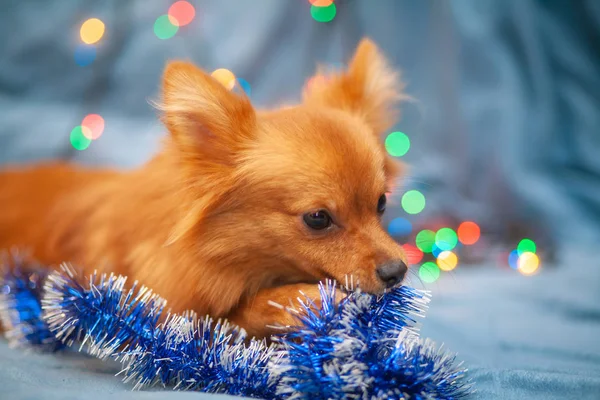 A little red dog is ice on the couch. New Year\'s lights glow next to her. Festive atmosphere. Bright New Year and Christmas composition