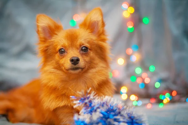 Cão Vermelho Gelo Sofá Luzes Ano Novo Brilham Lado Dela — Fotografia de Stock