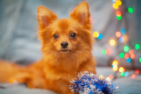 A little red dog is ice on the couch. New Year\'s lights glow next to her. Festive atmosphere. Bright New Year and Christmas composition