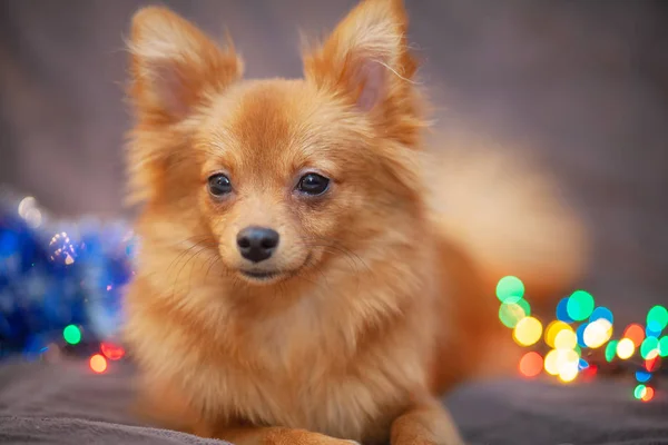 A little red dog is ice on the couch. New Year\'s lights glow next to her. Festive atmosphere. Bright New Year and Christmas composition