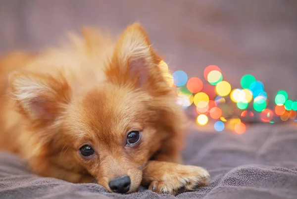 A little red dog is ice on the couch. New Year\'s lights glow next to her. Festive atmosphere. Bright New Year and Christmas composition