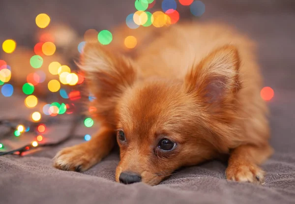 赤い犬がソファの上にいる 新年の光が彼女の隣に輝きます お祭り的な雰囲気 明るい新年とクリスマスの組成 — ストック写真