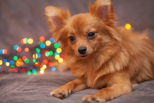 A little red dog is ice on the couch. New Year\'s lights glow next to her. Festive atmosphere. Bright New Year and Christmas composition