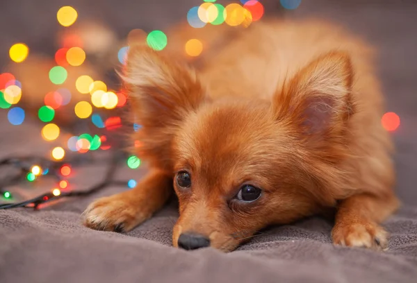 A little red dog is ice on the couch. New Year\'s lights glow next to her. Festive atmosphere. Bright New Year and Christmas composition