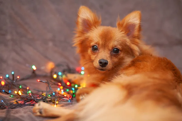 A little red dog is ice on the couch. New Year\'s lights glow next to her. Festive atmosphere. Bright New Year and Christmas composition