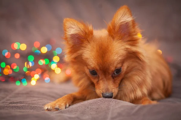 赤い犬がソファの上にいる 新年の光が彼女の隣に輝きます お祭り的な雰囲気 明るい新年とクリスマスの組成 — ストック写真