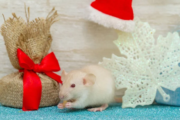 Eine Kleine Flauschige Ratte Sitzt Neuen Jahr Zimmer Der Nähe — Stockfoto